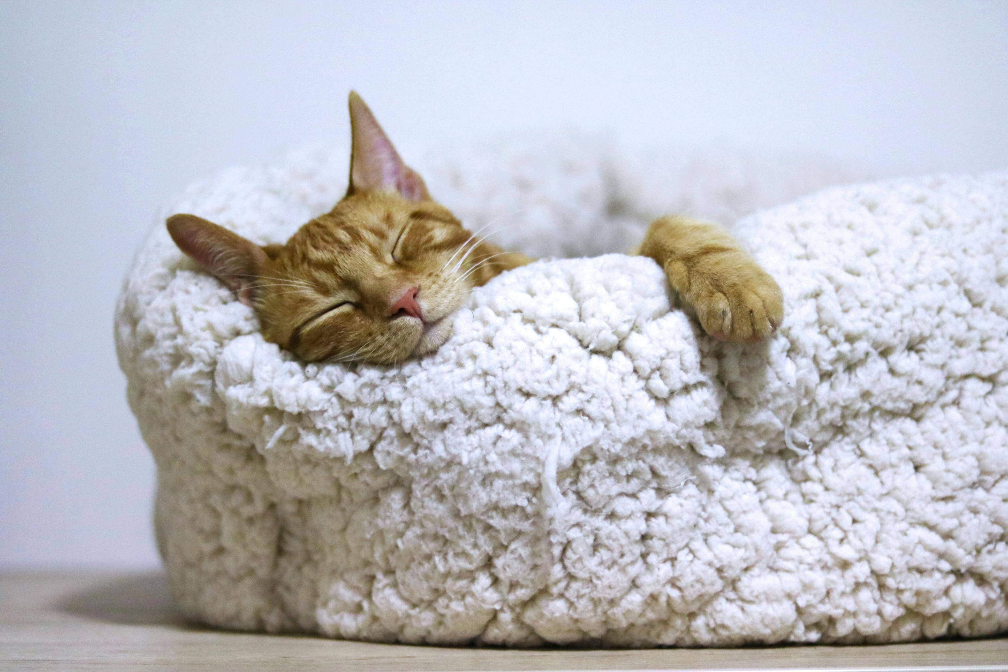 Katze schlaeft